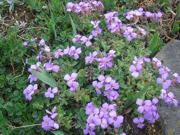 Frühling
