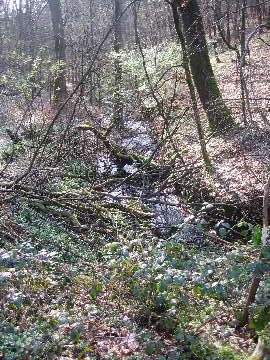 Wilde Bäche